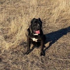 Подробнее об объявлении «Краснодар Пропала собака кобель» Фото: пропала собака Кане-корсо «Краснодар Пропала собака кобель» в г. Краснодар