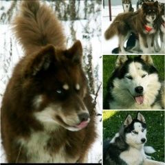 Подробнее об объявлении «Ясногорск Пропала собака кобель» Фото: пропала собака Сибирская хаски «Ясногорск Пропала собака кобель» в г. Ясногорск