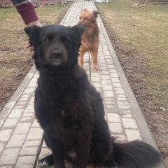 Подробнее об объявлении «Москва Пропала собака девочка. 5 лет. имя аска» Фото: пропала собака  «Москва Пропала собака девочка. 5 лет. имя аска» в г. Москва