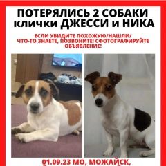 Подробнее об объявлении «Можайск Пропала собака и 2 джек рассел» Фото: пропала собака Джек рассел терьер «Можайск Пропала собака и 2 джек рассел» в г. Можайск