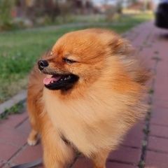 Подробнее об объявлении «Белгород Пропала собака кобель» Фото: пропала собака Померанский шпиц «Белгород Пропала собака кобель» в г. Белгород