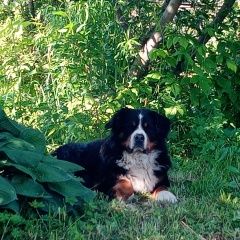 Подробнее об объявлении «Брянск Пропала собака» Фото: пропала собака  «Брянск Пропала собака» в г. Брянск