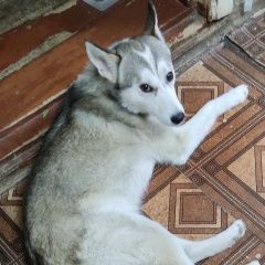 Подробнее об объявлении «Волгоград Пропала собака кобель помогите найти пожалуйста» Фото: пропала собака  «Волгоград Пропала собака кобель помогите найти...» в г. Волгоград