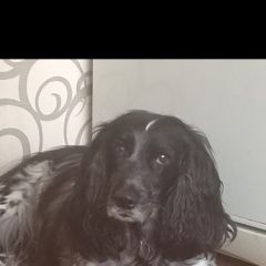 Подробнее об объявлении «Иваново Пропала собака кобель русский спаниэль» Фото: пропала собака Русский охотничий спаниель «Иваново Пропала собака кобель русский спаниэль» в г. Иваново