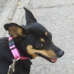 Подробнее об объявлении «Таганрог Пропала собака 01. 08. около 22 час» Фото: пропала собака  «Таганрог Пропала собака 01. 08. около 22 час» в г. Таганрог