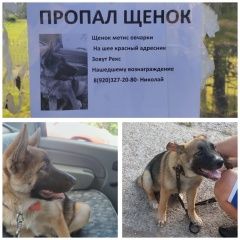 Подробнее об объявлении «Коломна Пропала собака кобель» Фото: пропала собака Немецкая овчарка «Коломна Пропала собака кобель» в г. Коломна