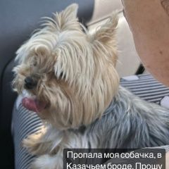 Подробнее об объявлении «Сочи Пропала собака» Фото: пропала собака Йоркширский терьер «Сочи Пропала собака» в г. Сочи