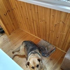 Подробнее об объявлении «Чебоксары Пропала собака кобель» Фото: пропала собака  «Чебоксары Пропала собака кобель» в г. Чебоксары