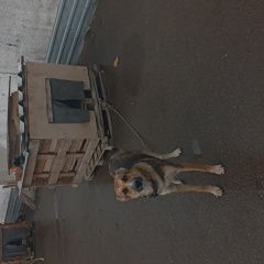 Подробнее об объявлении «Астана Акмолинская обл. (Целиноградская обл.) Пропала собака кобель, 1, 6г, коричневатый,...» Фото: пропала собака  «Астана Акмолинская обл. (Целиноградская обл.)...» в г. Астана Акмолинская обл. (Целиноградская обл.)