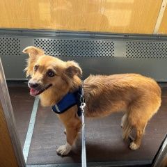 Подробнее об объявлении «Санкт-Петербург Пропала собака» Фото: пропала собака  «Санкт-Петербург Пропала собака» в г. Санкт-Петербург