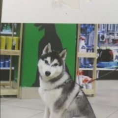 Подробнее об объявлении «Пропала собака кобель Челябинск» Фото: пропала собака  «Пропала собака кобель Челябинск» в г. Челябинск