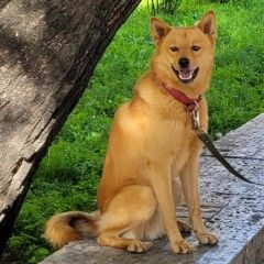 Подробнее об объявлении «Пропала собака кобель карельская лайка, кобель Сортавала» Фото: пропала собака  «Пропала собака кобель карельская лайка, кобель...» в г. Сортавала