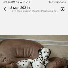Подробнее об объявлении «Пропала собака кобель далматинец Рамонь» Фото: пропала собака Далматин «Пропала собака кобель далматинец Рамонь» в г. Рамонь