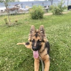 Подробнее об объявлении «Пропала собака пгт новозавидовский Тверь» Фото: пропала собака Немецкая овчарка «Пропала собака пгт новозавидовский Тверь» в г. Тверь