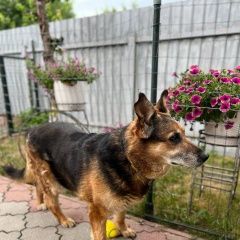 Подробнее об объявлении «Пропала собака Калининград (Кенигсберг)» Фото: пропала собака Немецкая овчарка «Пропала собака Калининград (Кенигсберг)» в г. Калининград (Кенигсберг)