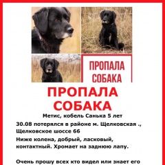 Подробнее об объявлении «Москва Пропала собака кобель» Фото: пропала собака  «Москва Пропала собака кобель» в г. Москва
