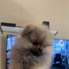 Подробнее об объявлении «Пропала собака кобель шпиц по кличке арчи Караганда» Фото: пропала собака  «Пропала собака кобель шпиц по кличке арчи...» в г. Караганда