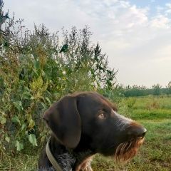 Подробнее об объявлении «Пропала собака кобель охотничья собака Горшечное» Фото: пропала собака Дратхаар «Пропала собака кобель охотничья собака Горшечное» в г. Горшечное
