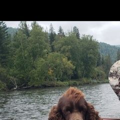 Подробнее об объявлении «Пропала собака кобель очень прошу максимальный репост Красноярск» Фото: пропала собака Русский охотничий спаниель «Пропала собака кобель очень прошу максимальный...» в г. Красноярск