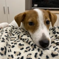 Подробнее об объявлении «Пропала собака ждек рассел Пенза» Фото: пропала собака  «Пропала собака ждек рассел Пенза» в г. Пенза