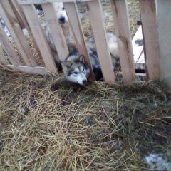 Подробнее об объявлении «Пропала собака Екатеринбург» Фото: пропала собака  «Пропала собака Екатеринбург» в г. Екатеринбург