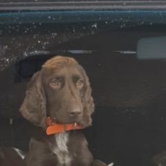 Подробнее об объявлении «Пропала собака Добрянка» Фото: пропала собака Русский охотничий спаниель «Пропала собака Добрянка» в г. Добрянка