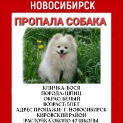 Подробнее об объявлении «Пропала собака кобель вознаграждение Новосибирск» Фото: пропала собака Померанский шпиц «Пропала собака кобель вознаграждение Новосибирск» в г. Новосибирск