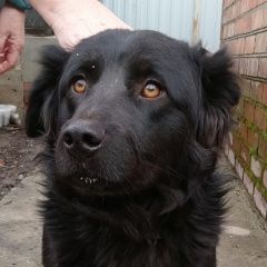 Подробнее об объявлении «Пропала собака кобель Аксай (Ростовская обл.)» Фото: пропала собака  «Пропала собака кобель Аксай (Ростовская обл.)» в г. Аксай (Ростовская обл.)