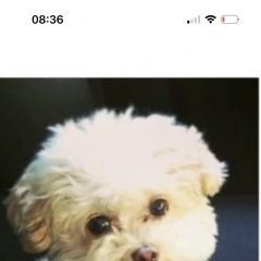 Подробнее об объявлении «Пропала собака Красногорск» Фото: пропала собака Мальтийская болонка «Пропала собака Красногорск» в г. Красногорск