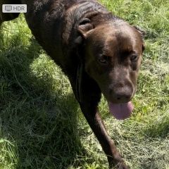 Подробнее об объявлении «Пропала собака кобель лабрадор Красноярск» Фото: пропала собака  «Пропала собака кобель лабрадор Красноярск» в г. Красноярск