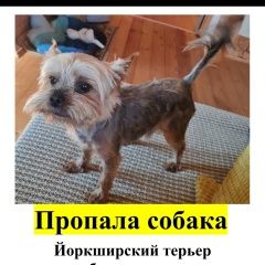 Подробнее об объявлении «Пропала собака кобель Можайск» Фото: пропала собака Йоркширский терьер «Пропала собака кобель Можайск» в г. Можайск