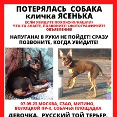 Подробнее об объявлении «Москва Пропала собака помогите пожалуйста» Фото: пропала собака Русский той-терьер «Москва Пропала собака помогите пожалуйста» в г. Москва