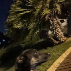Картинка пропала собака В городе Баку потерян собакен. Баку