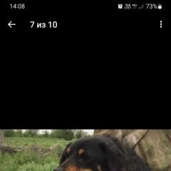 Картинка пропала собака В городе Абинск потеряна собаченка. Абинск