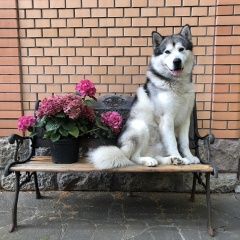 Подробнее об объявлении «Одинцово Пропала собака кобель в деревне лапино убежал маламут» Фото: пропала собака Аляскинский маламут «Одинцово Пропала собака кобель в деревне лапино...» в г. Одинцово