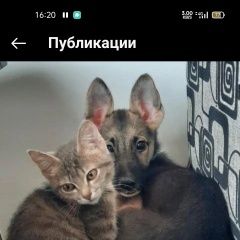 Подробнее об объявлении «Пропала собака кобель Темиртау» Фото: пропала собака  «Пропала собака кобель Темиртау» в г. Темиртау