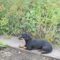 Подробнее об объявлении «Пропала собака потерялась такса, девочка, окрас чёрный. Белово» Фото: пропала собака Такса «Пропала собака потерялась такса, девочка, окрас...» в г. Белово