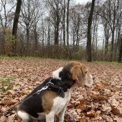 Подробнее об объявлении «Пропала собака кобель бигль, мальчик, темный кожаный ошейник Гродно» Фото: пропала собака Бигль «Пропала собака кобель бигль, мальчик, темный...» в г. Гродно