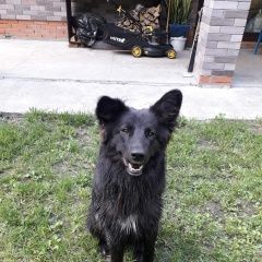 Картинка пропала собака В городе Куровское потерялся собачёнок. Куровское