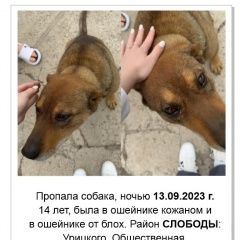 Подробнее об объявлении «Уссурийск Пропала собака кобель» Фото: пропала собака  «Уссурийск Пропала собака кобель» в г. Уссурийск