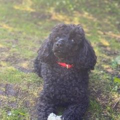 Подробнее об объявлении «Пропала собака, пудель Волхов» Фото: пропала собака Пудель «Пропала собака, пудель Волхов» в г. Волхов