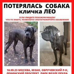 Картинка пропала собака В городе Москва потерялся пёсель. Москва