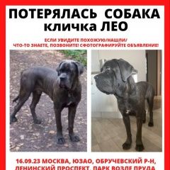 Подробнее об объявлении «Москва Пропала собака кобель кане корсо, подросток» Фото: пропала собака Кане-корсо «Москва Пропала собака кобель кане корсо, подросток» в г. Москва