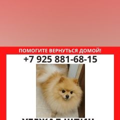 Подробнее об объявлении «Москва Пропала собака кобель померанский шпиц» Фото: пропала собака Померанский шпиц «Москва Пропала собака кобель померанский шпиц» в г. Москва