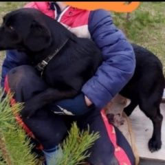 Картинка пропала собака В городе Богучар потерян пёсик. Богучар