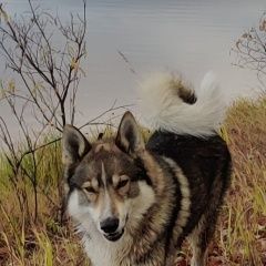 Подробнее об объявлении «Нижневартовск Пропала собака кобель» Фото: пропала собака Западно-сибирская лайка «Нижневартовск Пропала собака кобель» в г. Нижневартовск
