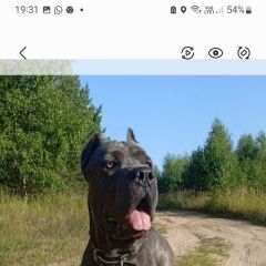 Картинка пропала собака В городе Тверь потерялся песель. Тверь