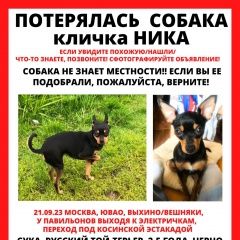Подробнее об объявлении «Москва Пропала собака кличка ника» Фото: пропала собака Русский той-терьер «Москва Пропала собака кличка ника» в г. Москва