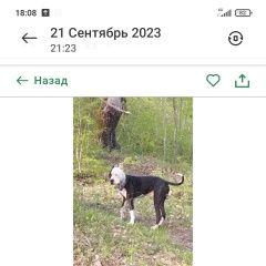 Картинка пропала собака В городе Туапсе потерялся песик. Туапсе