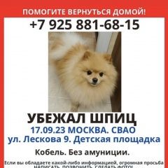 Подробнее об объявлении «Москва Пропала собака кобель шпиц» Фото: пропала собака  «Москва Пропала собака кобель шпиц» в г. Москва